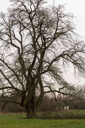 Speierling Habitus von Norden