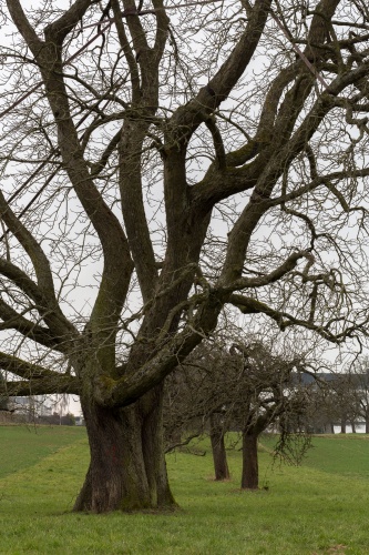 Speierling Stamm von Nord-West