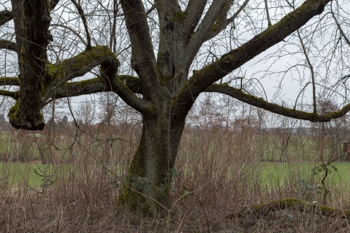 Ungepflegter Speierling nahe Westerbach-2