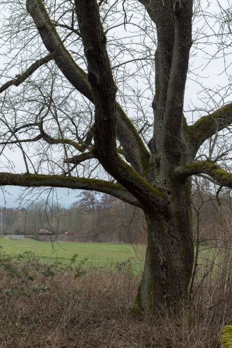Ungepflegter Speierling nahe Westerbach