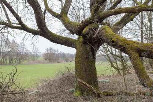 Speierling mit abgebrochenem Ast
