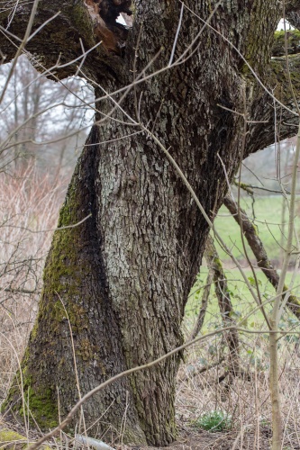 Speierling mit verdehtem Stamm