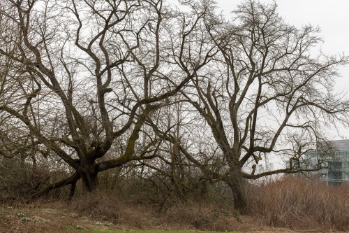 Vernachlaessigte Speierlinge