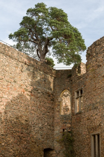 Kiefer auf dem Auerbacher Schloss - Sicht vom Hof
