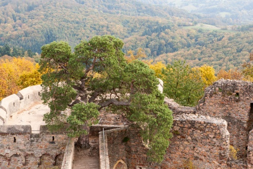 Kiefer auf dem Auerbacher Schloss - Sicht vom Turm