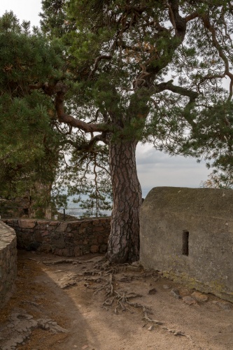 Kiefer auf dem Auerbacher Schloss - Standort