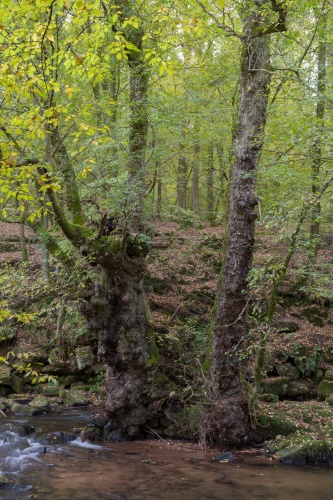 Feld(Flatter-)ulme bei Hirschhorn