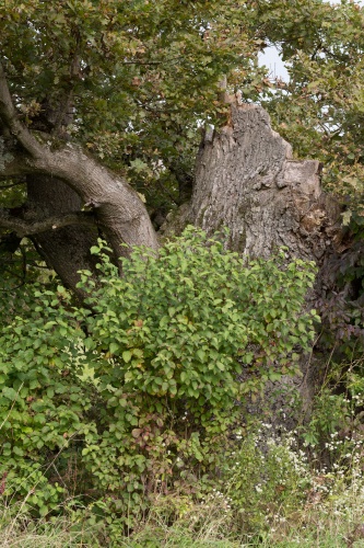 Eiche nahe Koepfchenweiher Detail