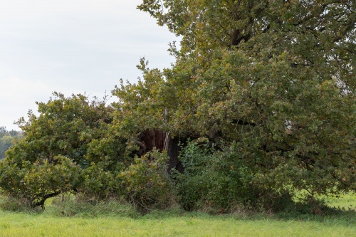 Eiche nahe Koepfchenweiher Sicht von Norden