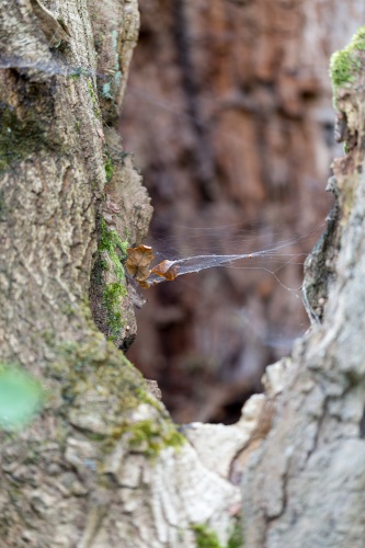 Eiche nahe Koepfchenweiher hohler Stamm