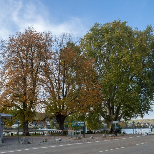 Zeppelinplatane und Kastanien 1 u. 2