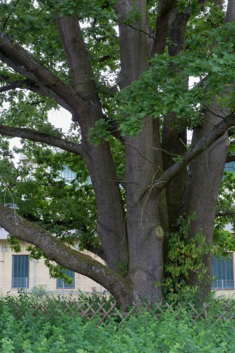 Sechstaemmige Eiche in Heusenstamm-7