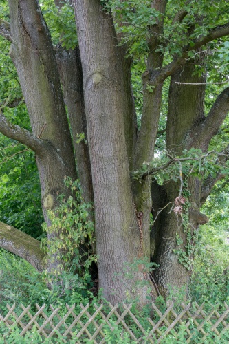 Sechstaemmige Eiche in Heusenstamm