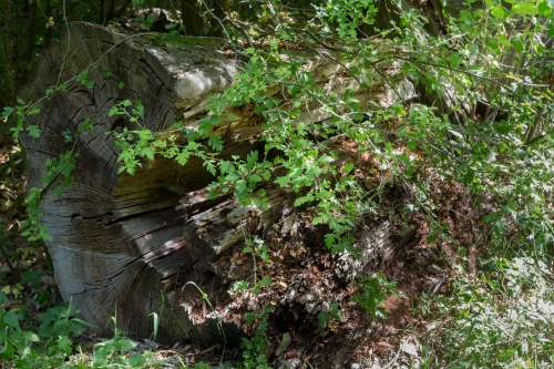 Edelkastaniengruppe am Albanusberg-2
