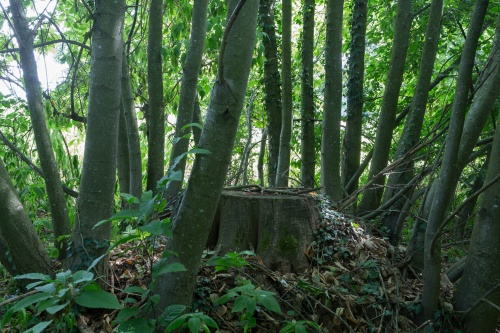 Edelkastaniengruppe am Albanusberg-4