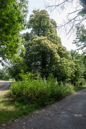 Edelkastaniengruppe am Albanusberg-5