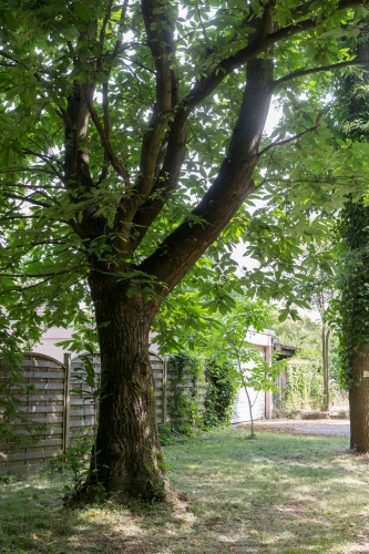 Edelkastaniengruppe am Albanusberg-6