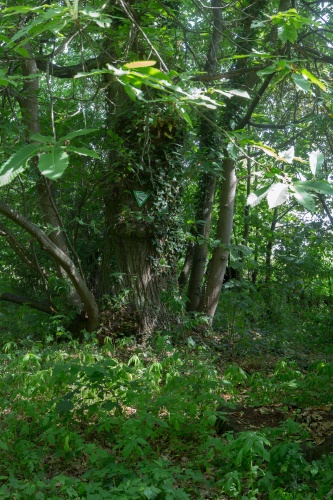 Edelkastaniengruppe am Albanusberg