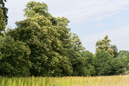 Teilansicht von der Wiese aus mit (rechts) dem letzten Baum der Kastaniengruppe