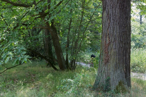Edelkastanienallee in der Koberstadt-2-2