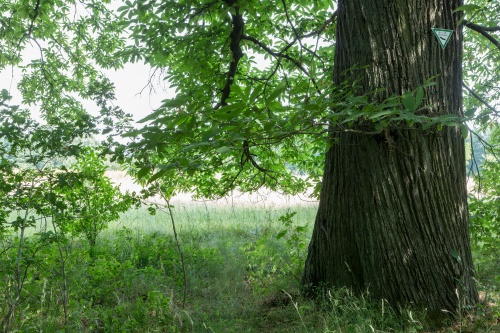 Edelkastanienallee in der Koberstadt-5