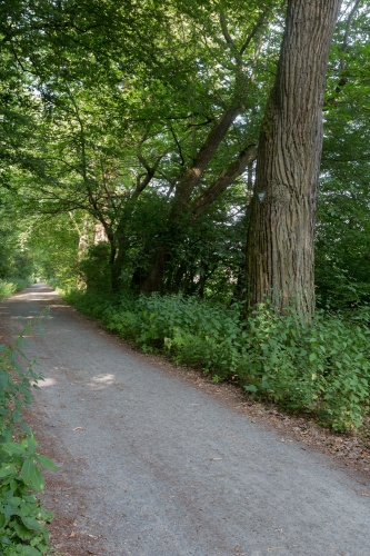 Edelkastanienallee in der Koberstadt-2