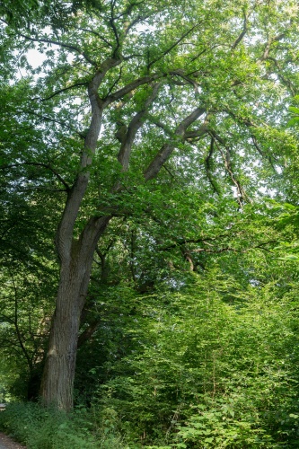 Edelkastanienallee in der Koberstadt