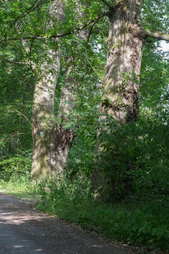 Edelkastanienallee in der Koberstadt