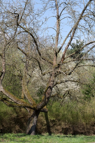 Speierling Nr. 4 Habitus