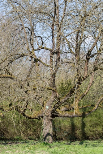 Speierling Nr. 5