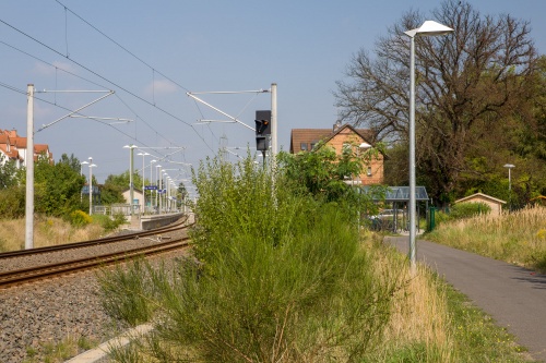 Flatterulme an der S-Bahn in Dudenhofern (Rodgau) †