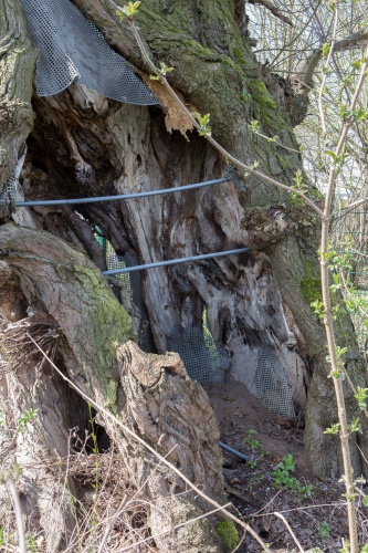 Lausbaeumchen - Flatterulme-12