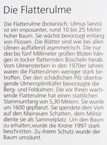 Lausbaeumchen - Flatterulme-13
