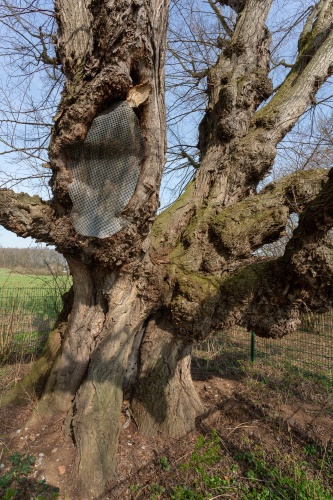 Lausbaeumchen von Sueden gesehen
