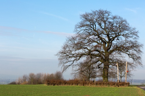 Lausbaum an der Hohen Strasse - Habitus Winter