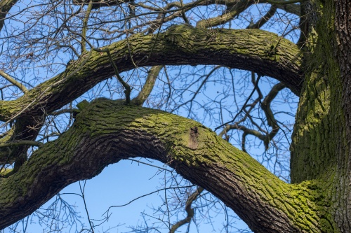 Lausbaum an der Hohen Strasse-2
