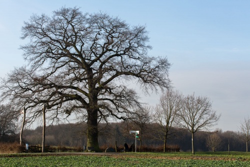 Lausbaum an der Hohen Strasse-4