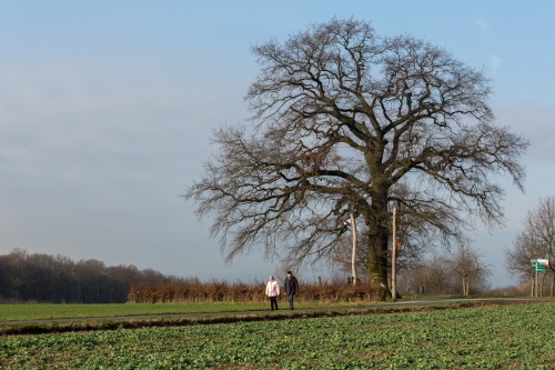 Lausbaum an der Hohen Strasse-5