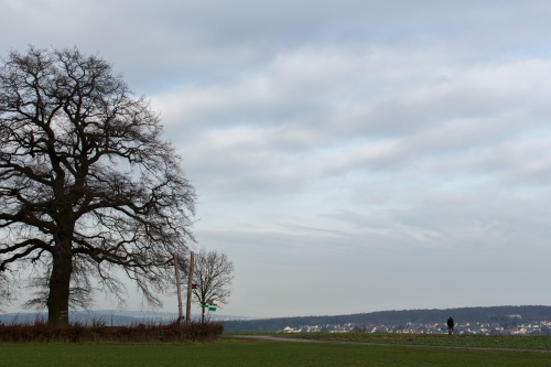 Lausbaum an der Hohen Strasse-6