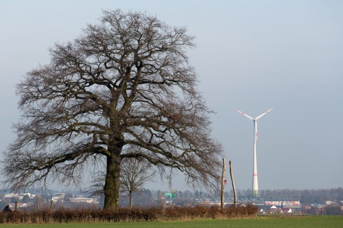 Lausbaum an der Hohen Strasse
