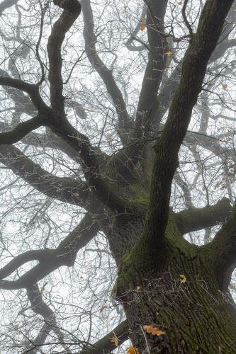 Lausbaum - Blick in die Krone