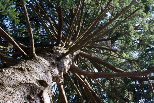 Brautfichte in Eppstein - Blick i.d. Krone