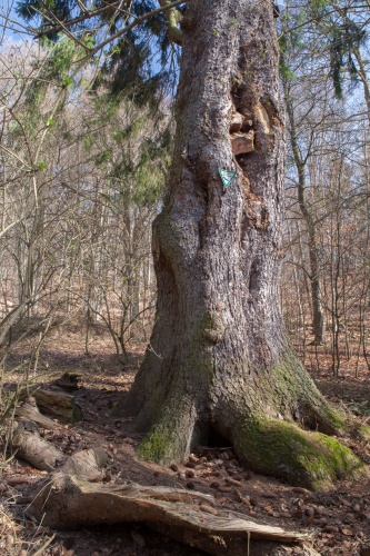 Brautfichte in Eppstein - Stamm