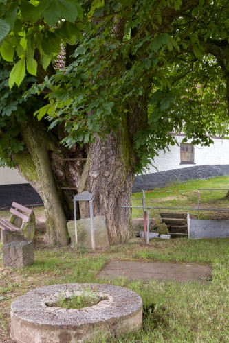 Kastanie a.d. Christiansmuehle - Muehlstein