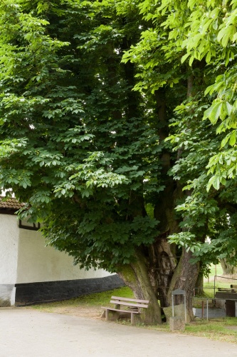 Kastanie a.d. Christiansmuehle