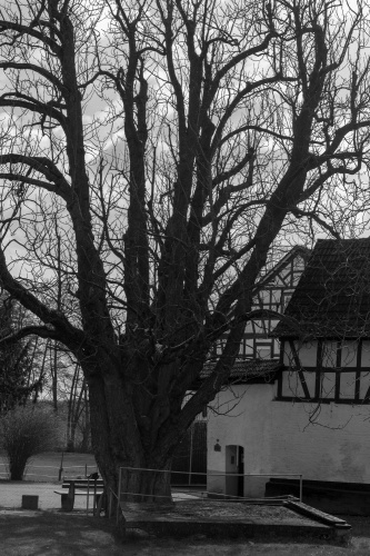 Kastanie an der Christiansmuehle Brunnenanlage