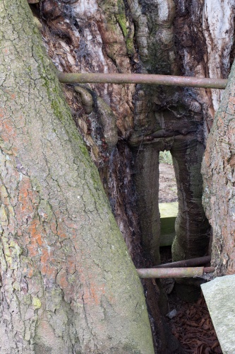 Kastanie an der Christiansmuehle Durchblick