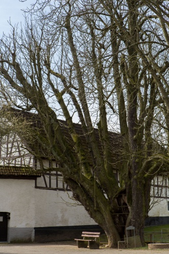 Kastanie an der Christiansmuehle Habitus