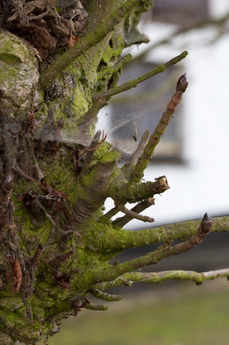 Kastanie an der Christiansmuehle Stammaustriebe