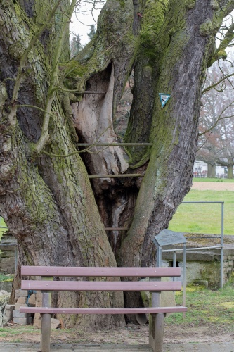 Kastanie an der Christiansmuehle mit Sitzbank
